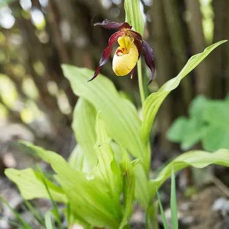 Holiday home Blumenparadies Stainz Stainz