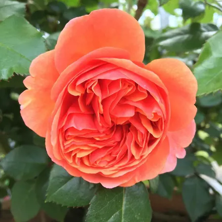 Ferienhaus Blumenparadies *
