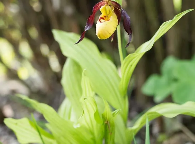 Casa vacanze Blumenparadies Stainz