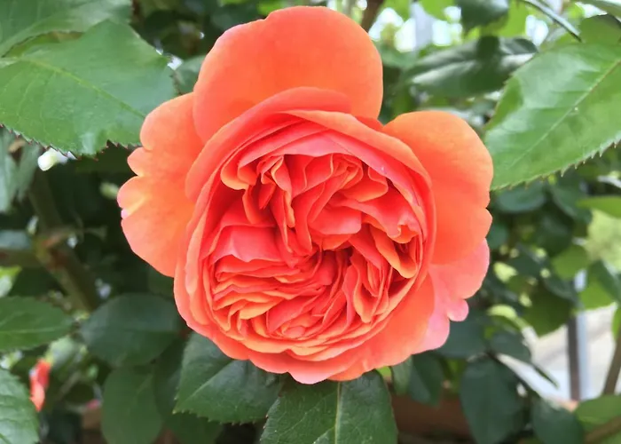 Casa vacanze Blumenparadies *